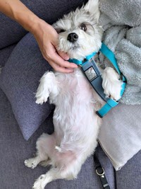 「散歩、行くよ」 一度起こされるもまた寝たペレくん（画像提供：ペレたんさん）