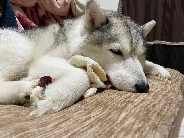レイくんの毛布を抱きしめて眠るシルビアちゃん（提供：ハマジさん）