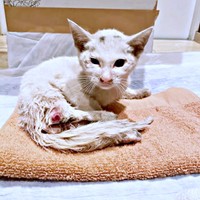 発見時、体重はわずか740グラムだったてまりくん（画像提供：てまり らふ ビスコさん）