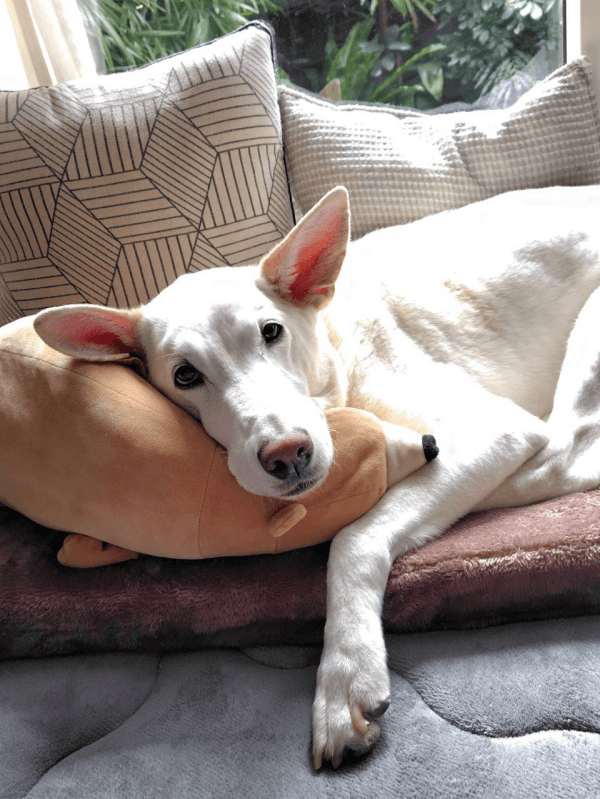 窓辺の特等席で日向ぼっこするテラゾーくん（画像提供：テラゾーさん）