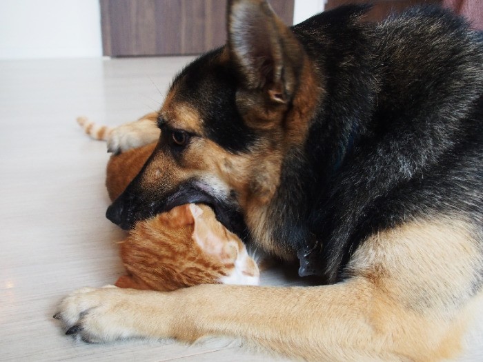 今日も繰り広げられる「キミが好き」