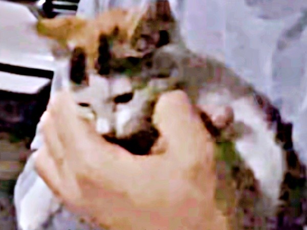 パパに抱き上げられ、ようやく落ち着いた様子を見せた果生ちゃん（画像提供：YouTubeチャンネル「三毛猫かなり」さん）