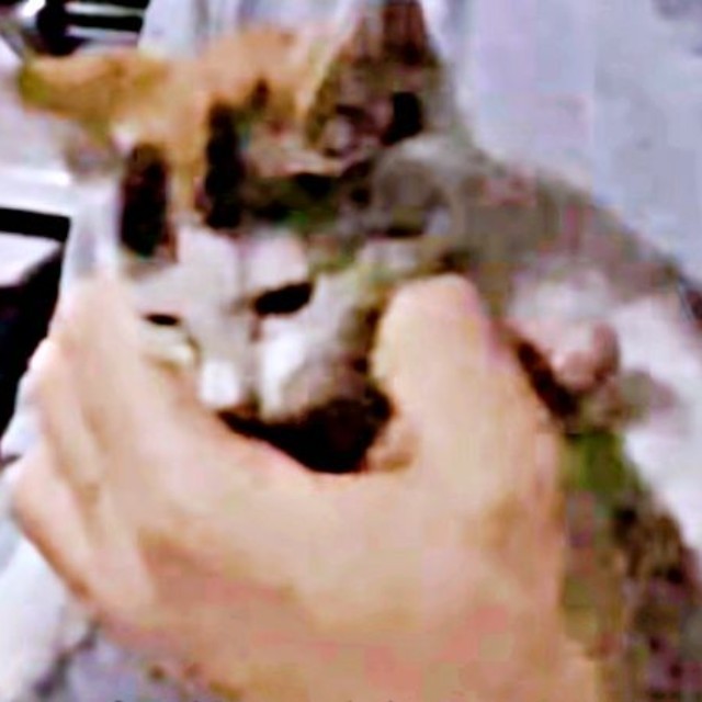 パパに抱き上げられ、ようやく落ち着いた様子を見せた果生ちゃん（画像提供：YouTubeチャンネル「三毛猫かなり」さん）