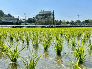 米屋の実家は好きではなかった。でも今私は田んぼを循環させる方法を求め学び続けている
