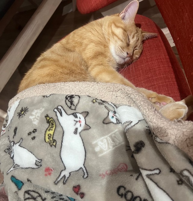 「何故かはるまきが寝てる時だけこの毛布を掛けて去っていく娘」というひと言とともに投稿された写真（画像提供：そら@ネコ垢さん）