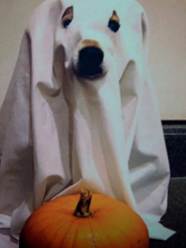 一昨年ハロウィンでゴーストになったアンディ「こわい？」