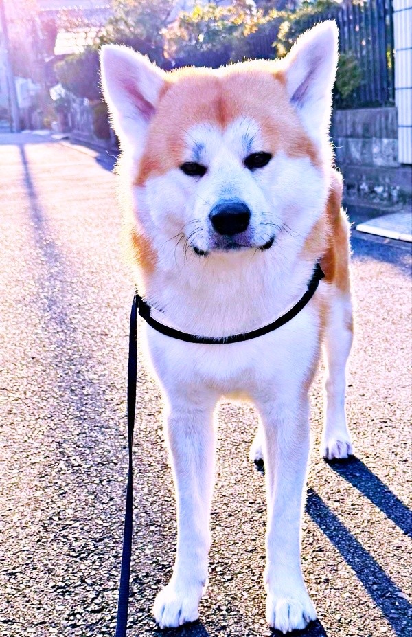 飼い主さんを粛々と助けた秋田犬のあさひくん（画像提供：秋田犬あさひ akitainu asahiさん）
