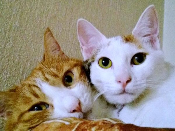 里親希望が殺到、“天使の羽”をもつ三毛猫 気難しくて、シャーシャー