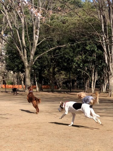 「だから待ちなさいって」右は近所のオーストラリアンラブラドゥードゥルのシエル君。代々木公園ドッグランで（泉水さん提供）