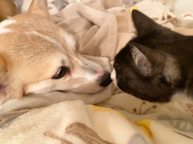 互いのお鼻でチュ！こんなに近づくことも（画像提供：ばなななさん）