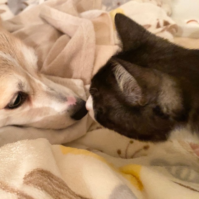 互いのお鼻でチュ！こんなに近づくことも（画像提供：ばなななさん）