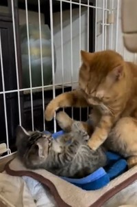 猫パンチ痛いでしょ（かもしかさん提供、Twitterよりキャプチャ撮影）