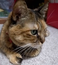 おうちに無事に戻った姫ちゃん（ここべさん提供）