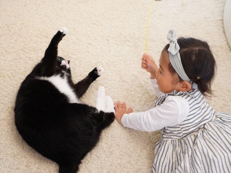 新奈ちゃんと猫じゃらしでお遊び中