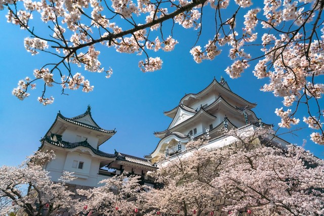 ３月おすすめスポット「伊賀上野城の桜（伊賀市）」（提供：ふがまるちゃん）