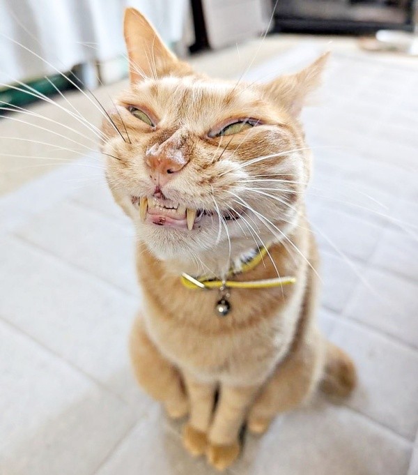 七変化する表情に注目！ まるで別猫のようなぷりんちゃん（画像提供：ぷりんちゃん𝕏さん）