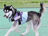 ドッグランで楽しそうに遊ぶおとびくん（画像提供：おとび シベリアンハスキー（カイヌシ：ナルコ）さん）