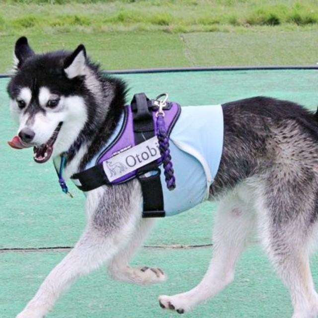 ドッグランで楽しそうに遊ぶおとびくん（画像提供：おとび シベリアンハスキー（カイヌシ：ナルコ）さん）