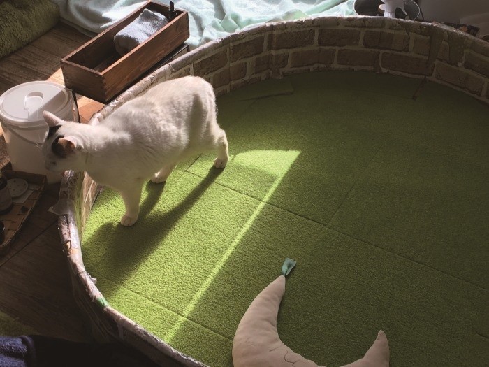 しのがいた場所に佇むくぅ。「そばにいるよ、ずっと一緒にいようね」と晴さん（辰巳出版　提供）