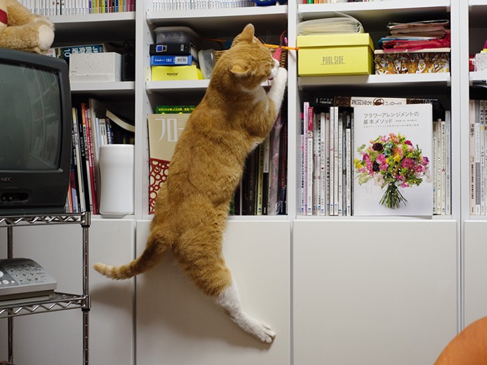 「本棚のここにじゃらし棒があるの知ってるんだ」（小林写函撮影）