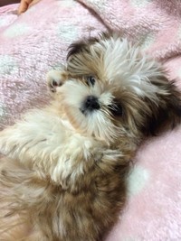 パピー時代、モフモフのぬいぐるみのよう＝小谷&名犬おすし号さん（@bushidojodo）提供