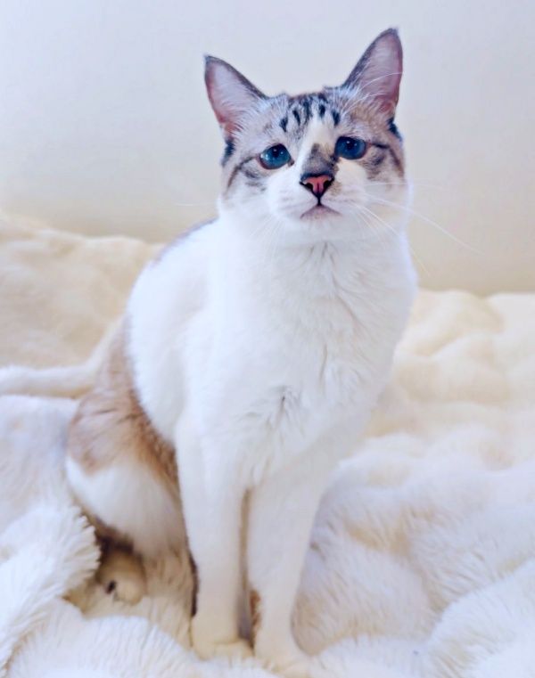 女の子がスタイル良く見えるあの撮り方は猫にも有効！？→10等身