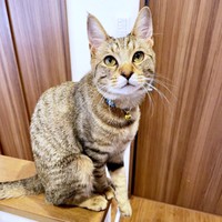 1歳になったこまちゃん。おやつ待ちをするように（画像提供：むぎさん）