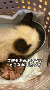引き取った後、水を飲むあおくん(よりパパさん提供、Instagramよりキャプチャ撮影)

