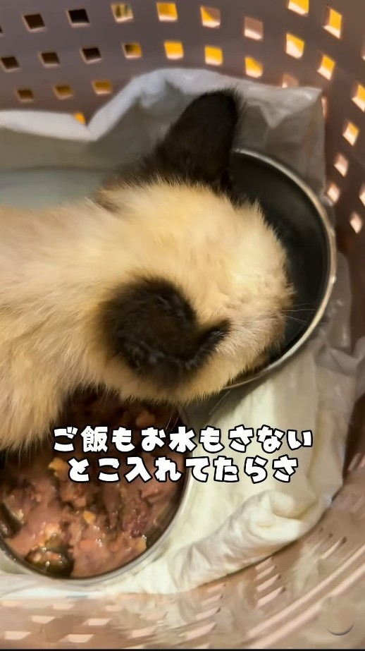 引き取った後、水を飲むあおくん(よりパパさん提供、Instagramよりキャプチャ撮影)
