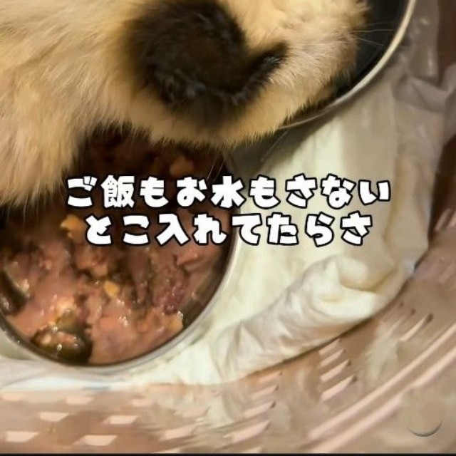 引き取った後、水を飲むあおくん(よりパパさん提供、Instagramよりキャプチャ撮影)
