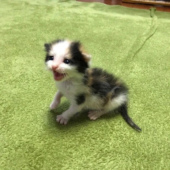 家にきたころの「にこ」