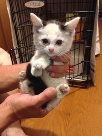 保護当時、不安げに見つめるかいくん