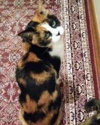 ごはんを食べる時は、人が見ていないと食べない