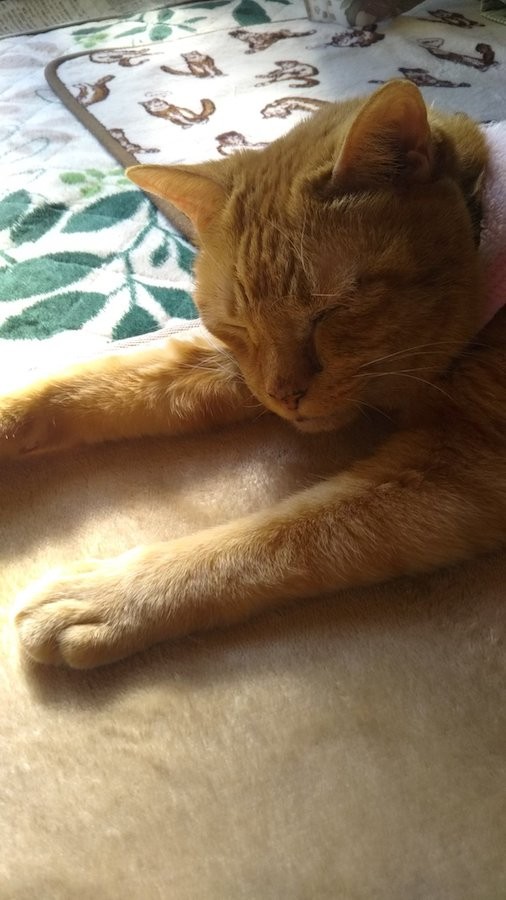 睨む猫 河川敷にて-