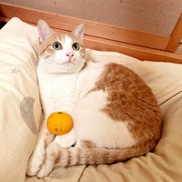 成猫になったきなこちゃん_クッションの上でくつろぎ中（画像提供：きなこさん）