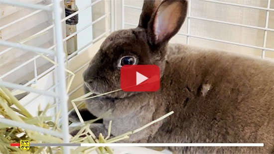 #788うさぎ村 中山吉成店