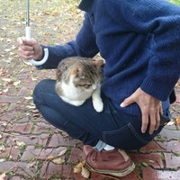 地域猫の頃から膝に乗る人懐っこい猫だった