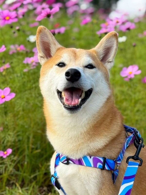 にっこり笑顔が愛らしい虎徹さん（画像提供：柴犬 虎徹さん）