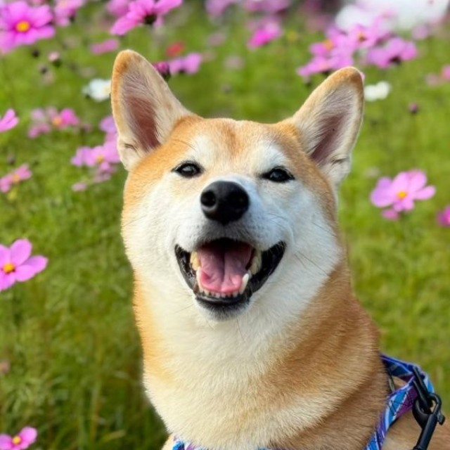 にっこり笑顔が愛らしい虎徹さん（画像提供：柴犬 虎徹さん）