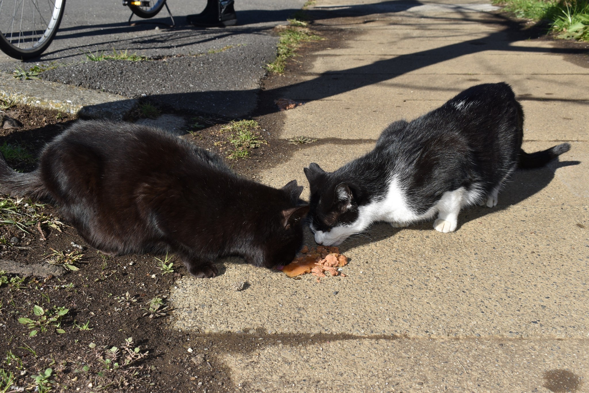 河川敷に腹部切られた猫6匹虐殺…犯人の行方分からず、地元ボランティア