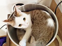 一緒に暮らし始めて1年、すっぽりおさまるマルちゃん（画像提供：越南猫の日本暮らしさん）