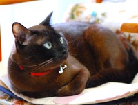 赤いチョーカーがお似合い