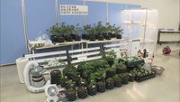 乾燥大麻約225グラムを所持の疑いで会社役員の男を逮捕　大麻草約100株を押収　高松市