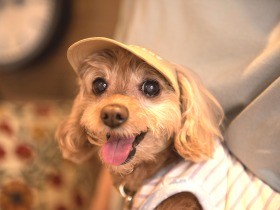 愛犬の白内障予防のために帽子探し　試着してぴったりサイズに