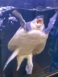 「なんでやめるの！」 お父さんに触ってと怒るブタバナガメ（画像提供：corokukizさん）