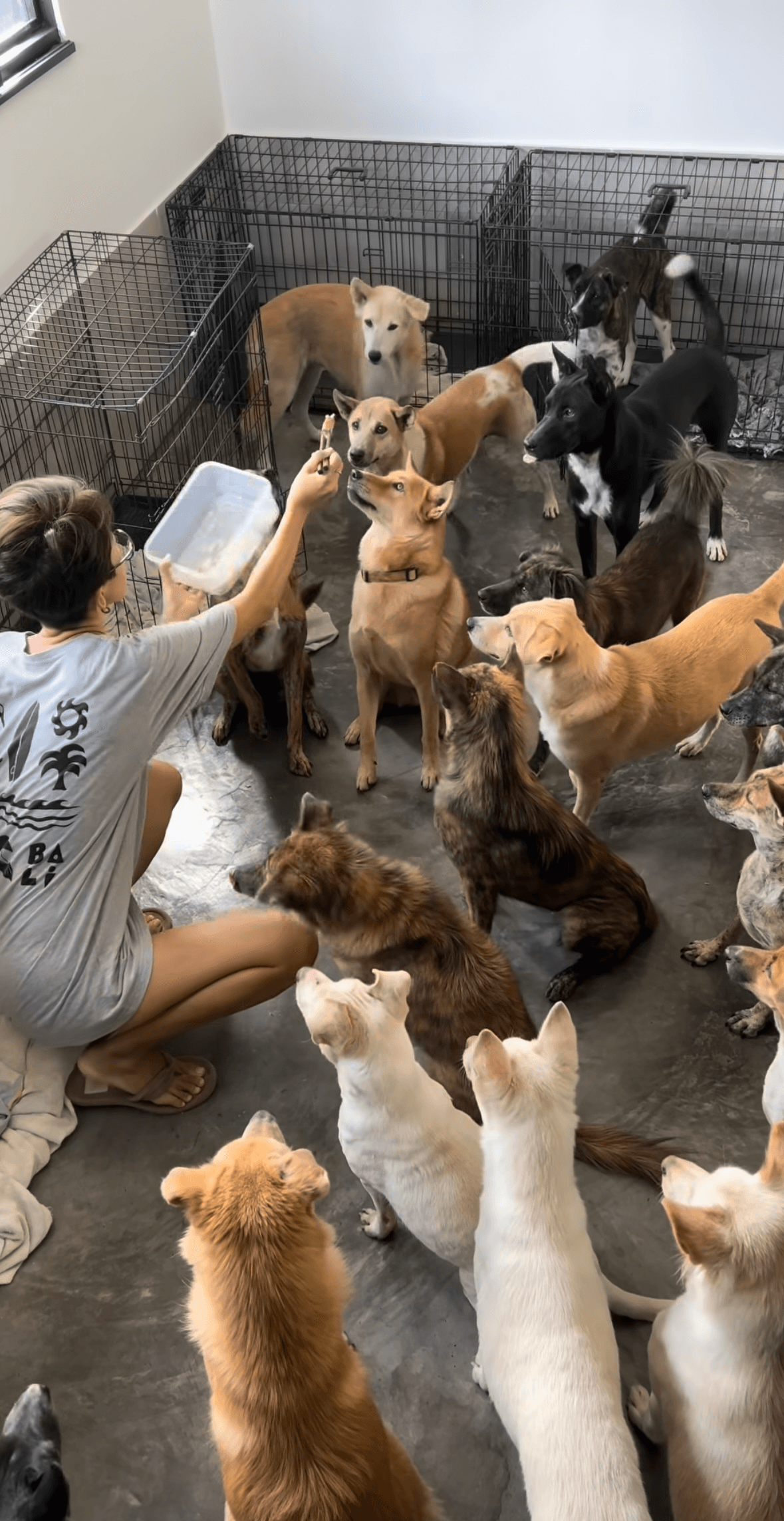 おやつは一匹ずつ平等に／ぱんはな家さん（@pan._.hana）提供