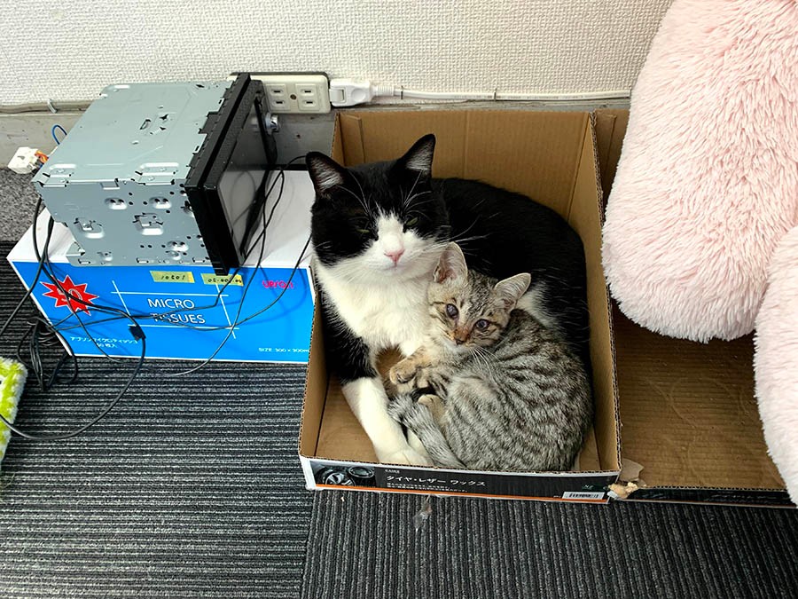 いったい何の店！？「ネコ飼ってます」の巨大看板→実は従業員7人