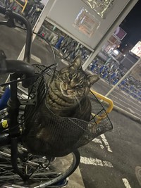 まさかの正体は猫ちゃん（提供：⭐︎まご⭐︎さん）
