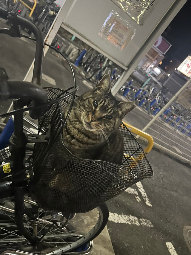 まさかの正体は猫ちゃん（提供：⭐︎まご⭐︎さん）