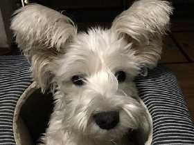 転がるベッドからひょっこり　ミニチュアシュナウザーの「小麦」